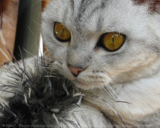 Photo de Selkirk rex poil court