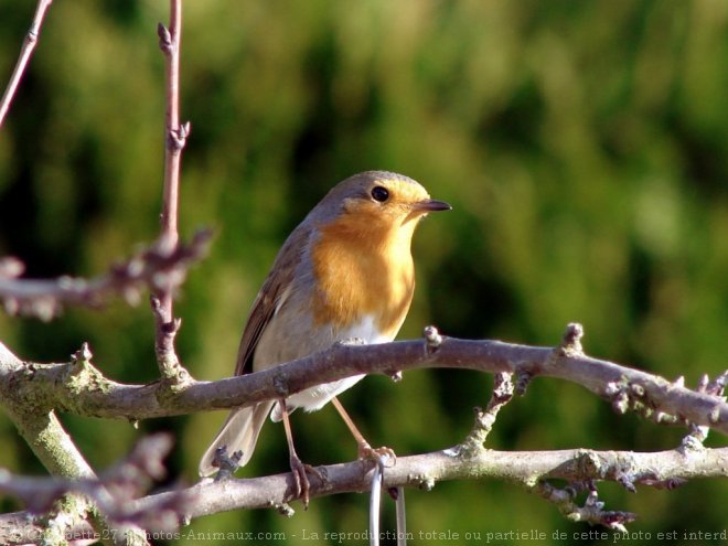 Photo de Rouge gorge