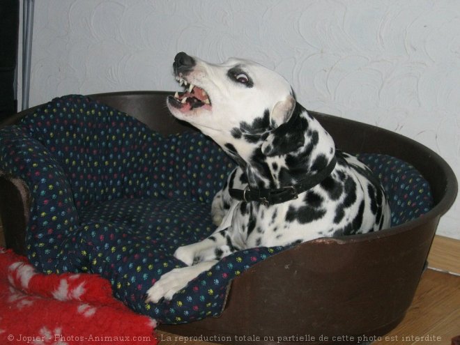 Photo de Dalmatien