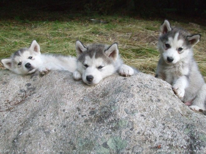 Photo de Husky siberien