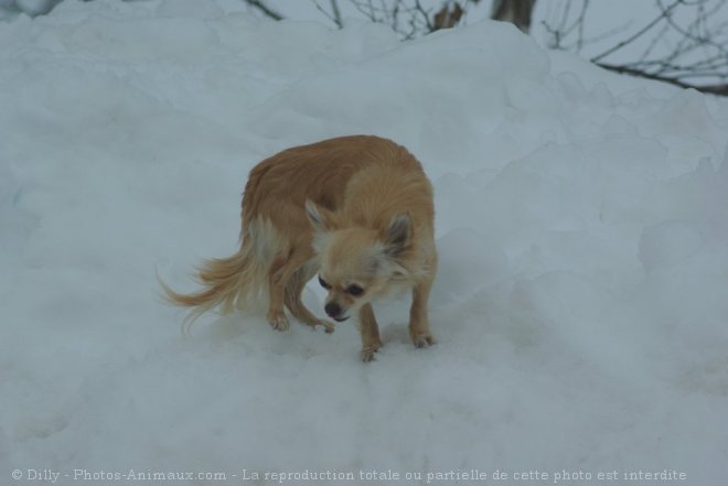 Photo de Chihuahua  poil long