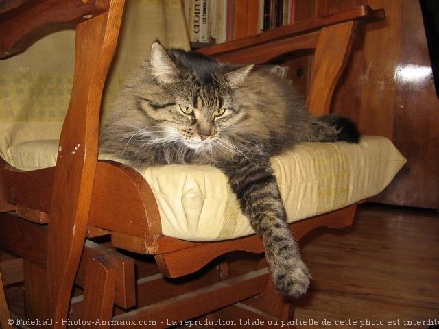 Photo de Chat domestique