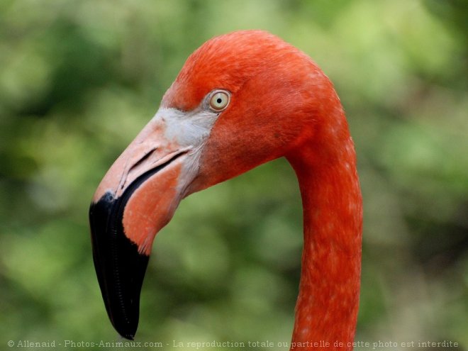 Photo de Flamand rose