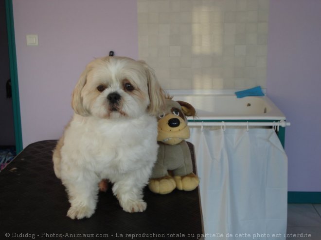 Photo de Shih tzu