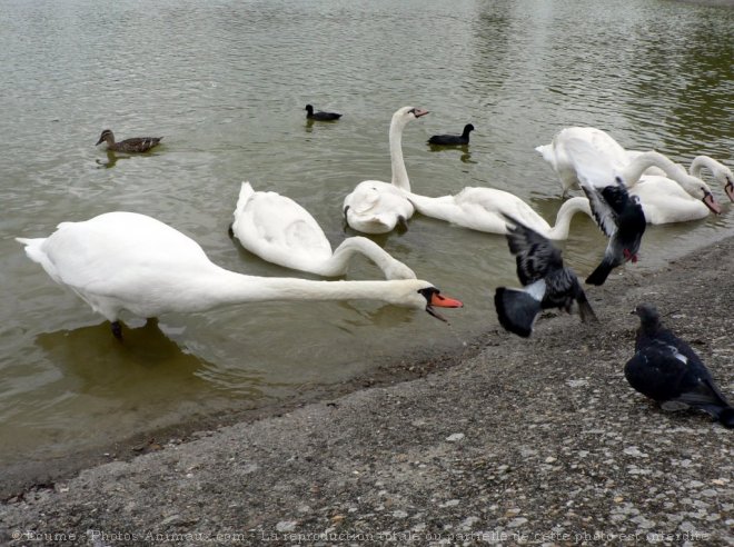 Photo de Cygne