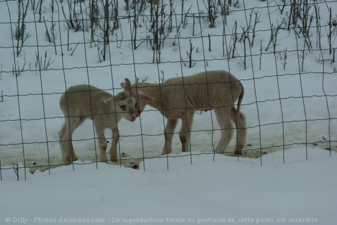 Photo de Mouton