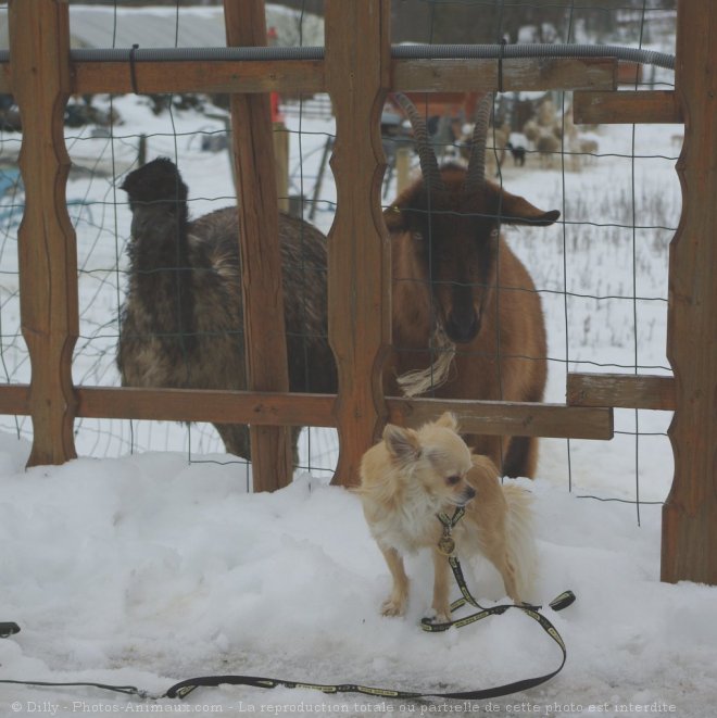 Photo de Chihuahua  poil long