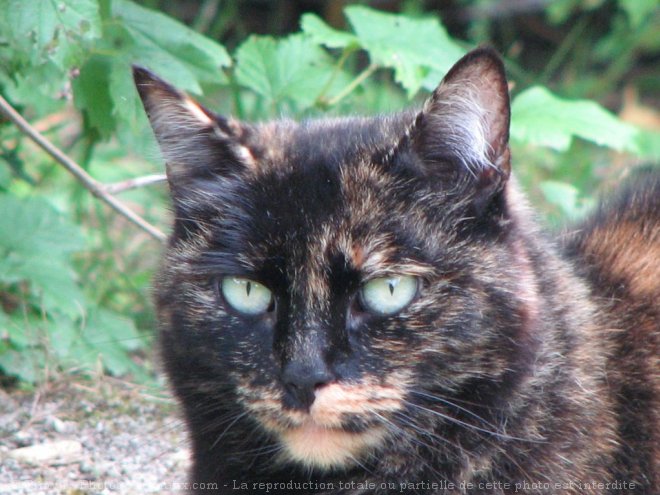 Photo de Chat domestique