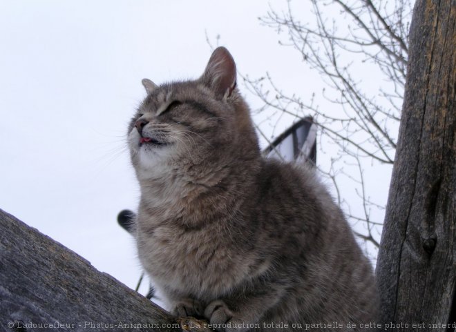 Photo de Chat domestique