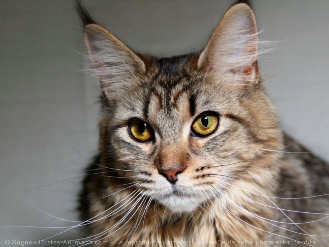 Photo de Maine coon