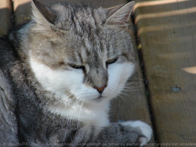 Photo de Chat domestique