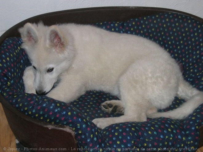 Photo de Berger blanc suisse