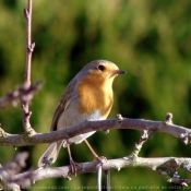 Photo de Rouge gorge