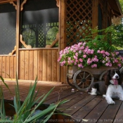 Photo d'English springer spaniel