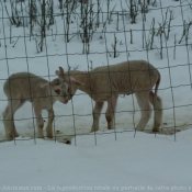 Photo de Mouton