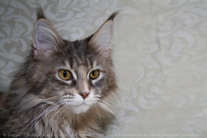 Photo de Maine coon