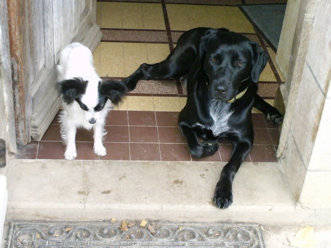 Photo d'Epagneul nain papillon