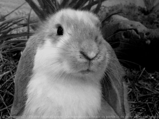 Photo de Lapin