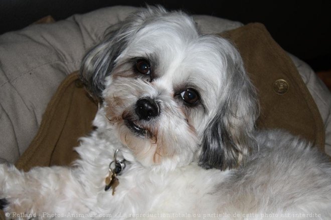 Photo de Shih tzu