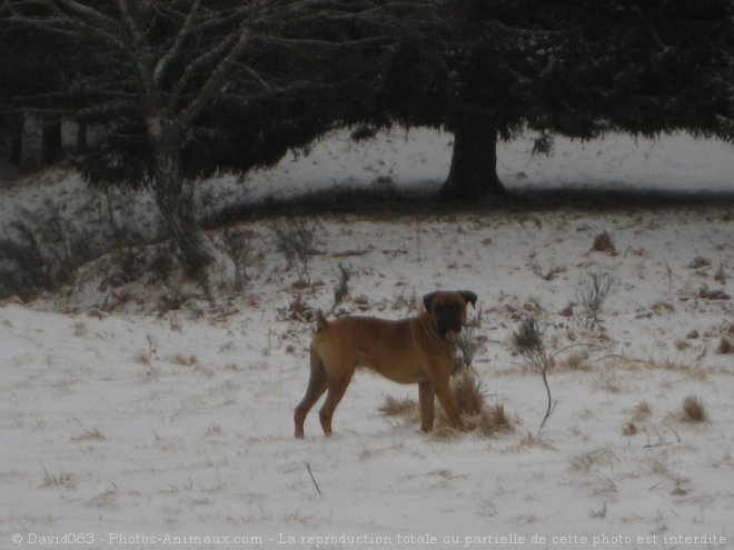 Photo de Boxer