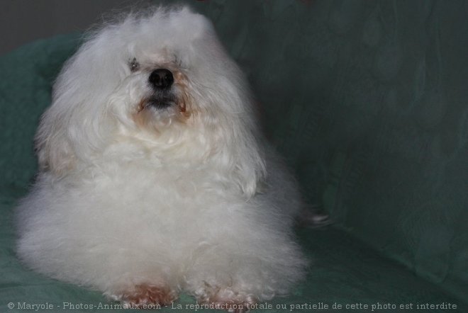 Photo de Coton de tulear