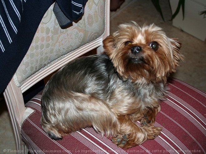 Photo de Yorkshire terrier