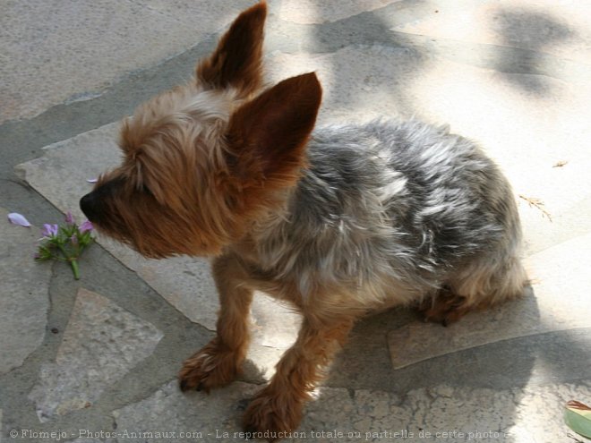 Photo de Yorkshire terrier