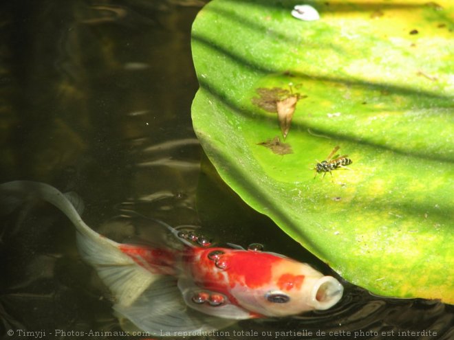 Photo de Poissons rouges