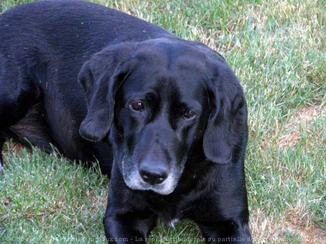 Photo de Labrador retriever