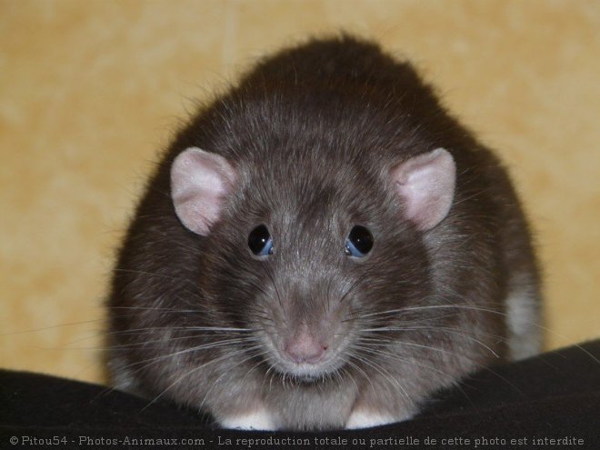 Photo de Rat