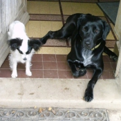 Photo d'Epagneul nain papillon