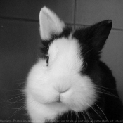 Photo de Lapin