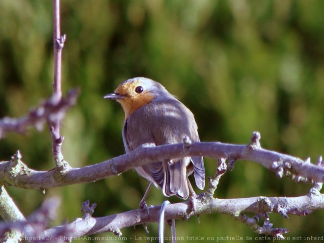 Photo de Rouge gorge