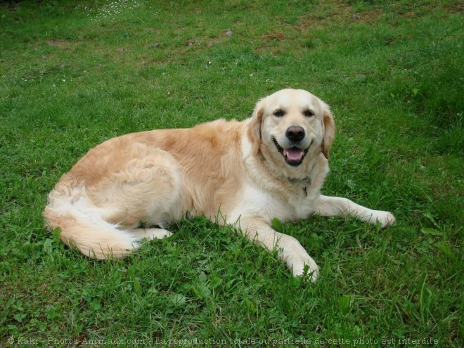 Photo de Golden retriever