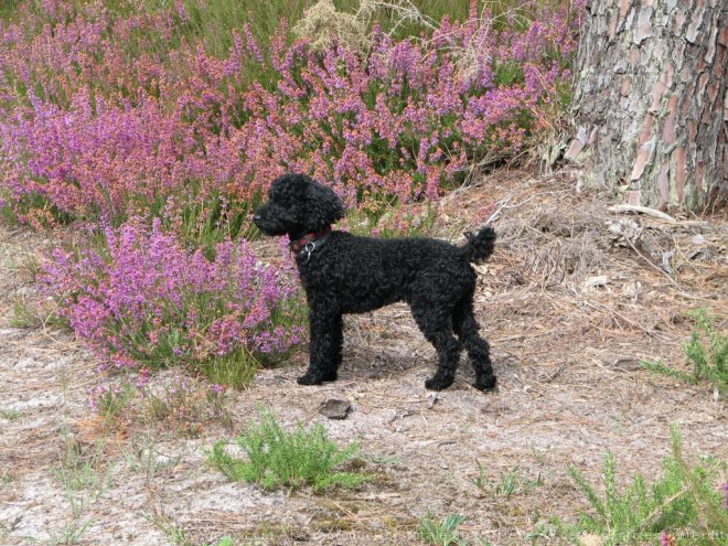 Photo de Caniche moyen