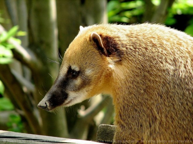 Photo de Coati