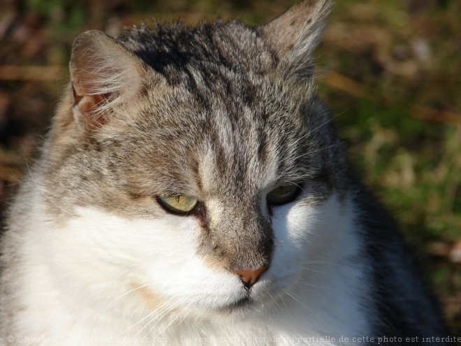 Photo de Chat domestique