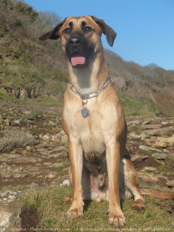 Photo de Berger belge malinois