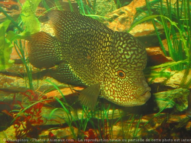 Photo de Poissons exotiques