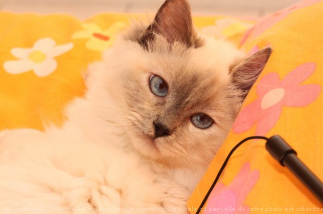 Photo de Ragdoll