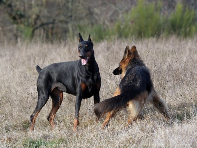 Photo de Dobermann