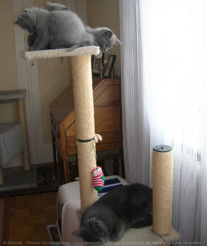 Photo de Chartreux