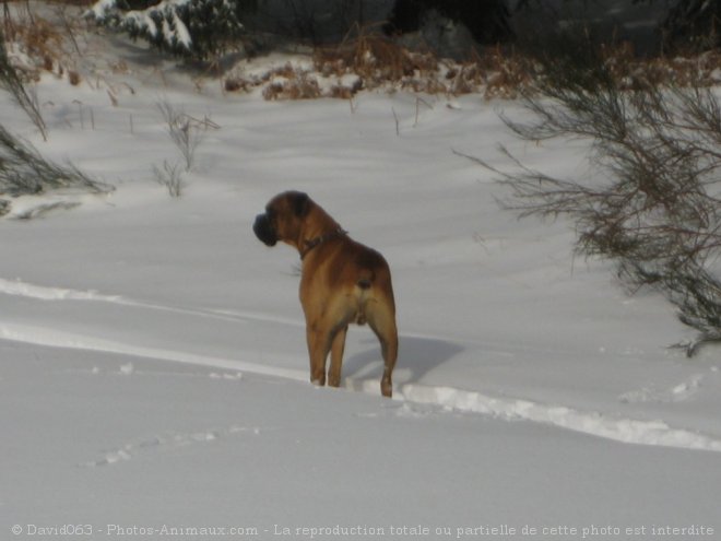 Photo de Boxer