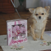 Photo de Chihuahua  poil long