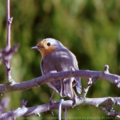 Photo de Rouge gorge