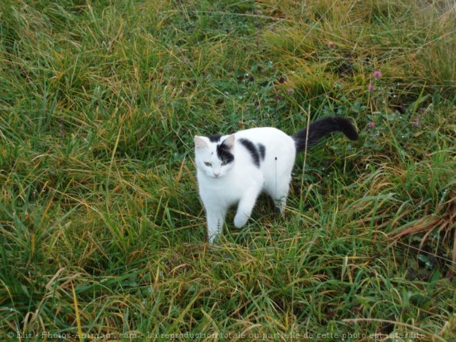 Photo de Chat domestique