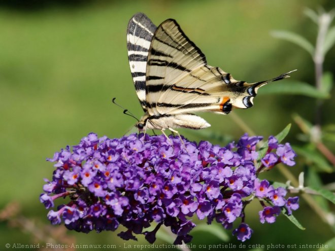 Photo de Papillon - flamb