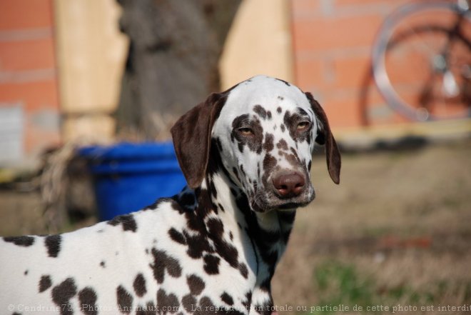 Photo de Dalmatien