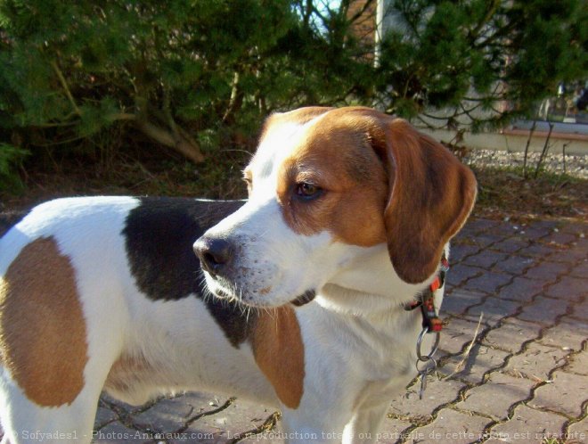 Photo de Beagle