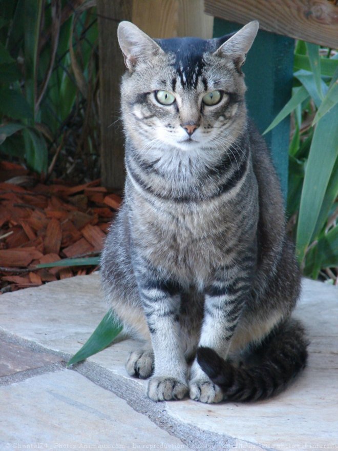 Photo de Chat domestique